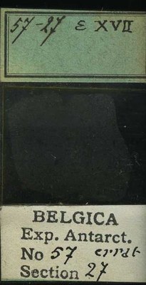 belgica antarctica expeditie 57.27b.jpg