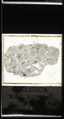 belgica antarctica expeditie 57.28a.jpg