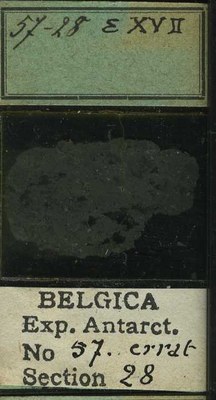 belgica antarctica expeditie 57.28b.jpg