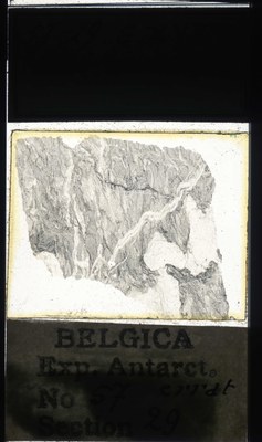 belgica antarctica expeditie 57.29a.jpg