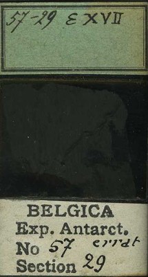 belgica antarctica expeditie 57.29b.jpg