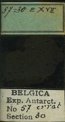 belgica antarctica expeditie 57.30b.jpg