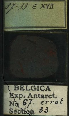 belgica antarctica expeditie 57.33b.jpg