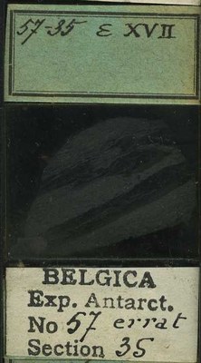 belgica antarctica expeditie 57.35b.jpg
