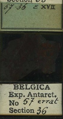 belgica antarctica expeditie 57.36b.jpg