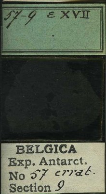 belgica antarctica expeditie 57.9b.jpg
