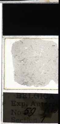 belgica antarctica expeditie 59.1a.jpg