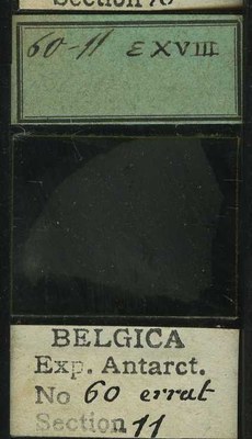 belgica antarctica expeditie 60.11b.jpg