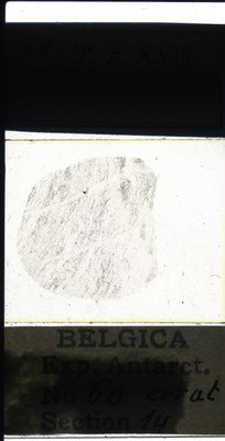 belgica antarctica expeditie 60.14a.jpg