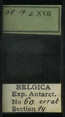 belgica antarctica expeditie 60.14b.jpg