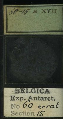 belgica antarctica expeditie 60.15b.jpg