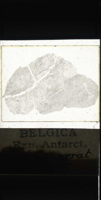 belgica antarctica expeditie 60.16a.jpg