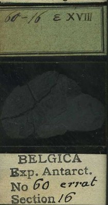 belgica antarctica expeditie 60.16b.jpg