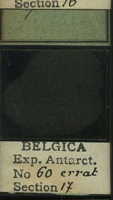 belgica antarctica expeditie 60.17b.jpg