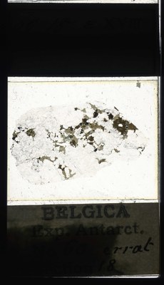 belgica antarctica expeditie 60.18a.jpg