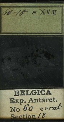 belgica antarctica expeditie 60.18b.jpg