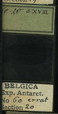 belgica antarctica expeditie 60.20b.jpg