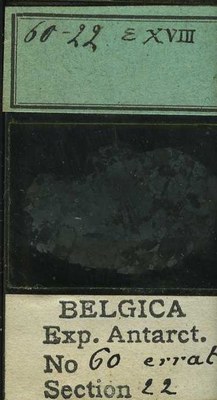 belgica antarctica expeditie 60.22b.jpg