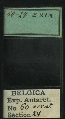 belgica antarctica expeditie 60.24b.jpg
