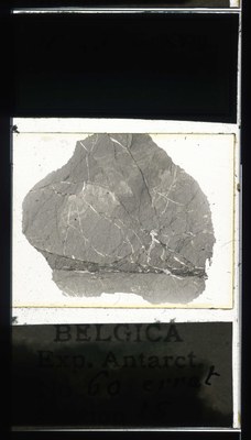 belgica antarctica expeditie 60.25a.jpg