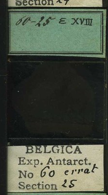 belgica antarctica expeditie 60.25b.jpg