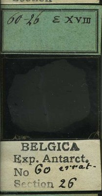 belgica antarctica expeditie 60.26b.jpg
