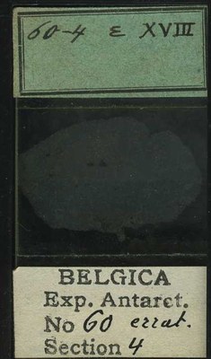 belgica antarctica expeditie 60.4b.jpg