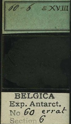 belgica antarctica expeditie 60.6b.jpg