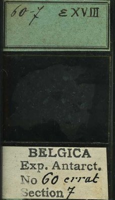 belgica antarctica expeditie 60.7b.jpg
