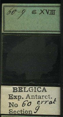 belgica antarctica expeditie 60.9b.jpg