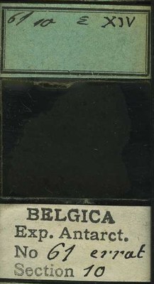 belgica antarctica expeditie 61.10b.jpg