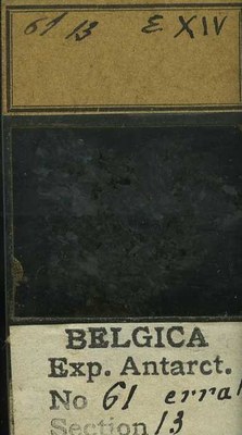 belgica antarctica expeditie 61.13b.jpg