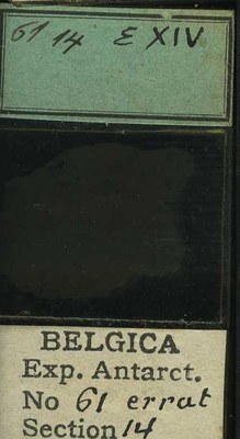 belgica antarctica expeditie 61.14b.jpg