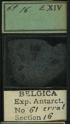 belgica antarctica expeditie 61.16b.jpg