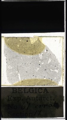 belgica antarctica expeditie 61.17a.jpg