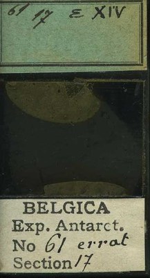 belgica antarctica expeditie 61.17b.jpg