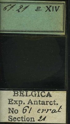 belgica antarctica expeditie 61.21b.jpg