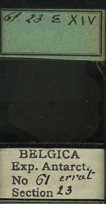 belgica antarctica expeditie 61.23b.jpg
