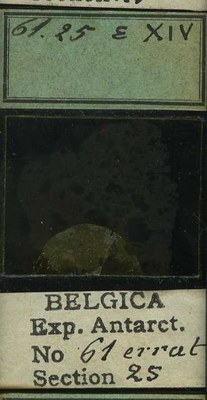 belgica antarctica expeditie 61.25b.jpg