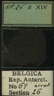 belgica antarctica expeditie 61.26b.jpg