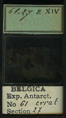 belgica antarctica expeditie 61.27b.jpg
