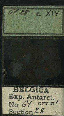 belgica antarctica expeditie 61.28b.jpg