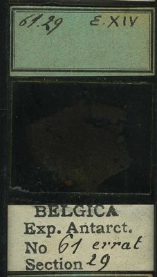 belgica antarctica expeditie 61.29b.jpg