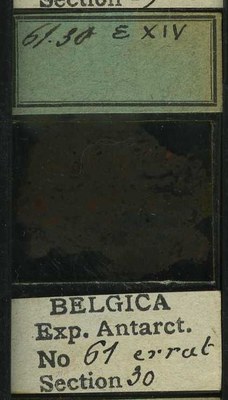 belgica antarctica expeditie 61.30b.jpg