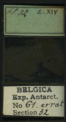 belgica antarctica expeditie 61.32b.jpg
