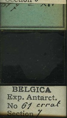 belgica antarctica expeditie 61.7b.jpg