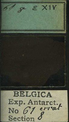 belgica antarctica expeditie 61.8b.jpg