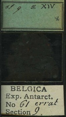 belgica antarctica expeditie 61.9b.jpg