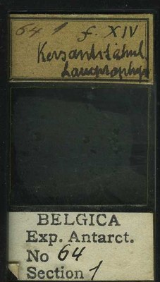 belgica antarctica expeditie 64.1b.jpg
