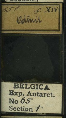belgica antarctica expeditie 65.1b.jpg